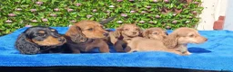 Miniature Dachshund dogs for sale: FULLY VAX "TALLY" MINI LH  KC REG PRA CLEAR - Advert 16