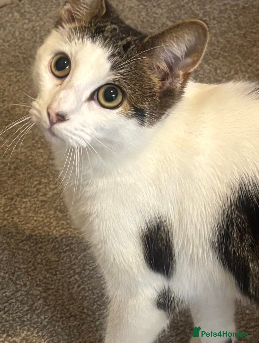 American Shorthair cats for sale: Cute American short hair  - Advert 4