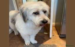 Mixed Breed dogs for adoption: OLIVE - Looking for experienced owners. - Image 3