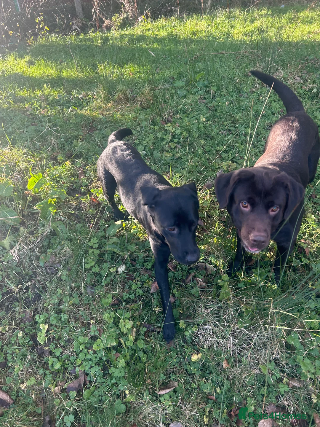 Labrador Retriever dogs for sale: Labrador - Advert 2