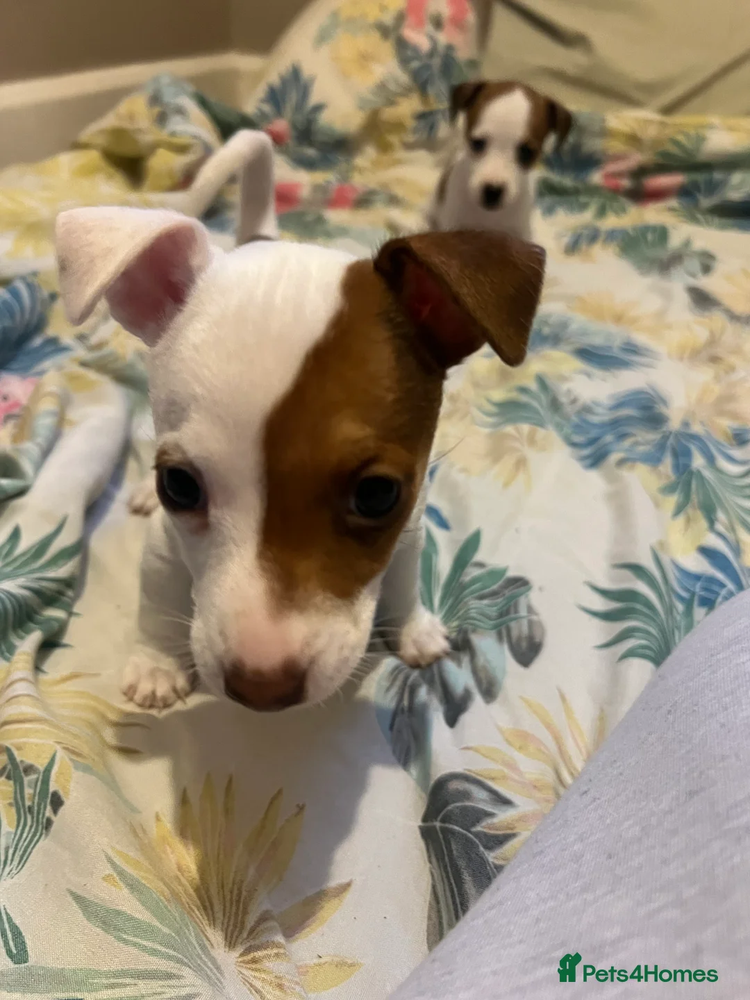 Jack Russell dogs for sale: Stunning Miniature Jack Russell Puppies!!! - Advert 25