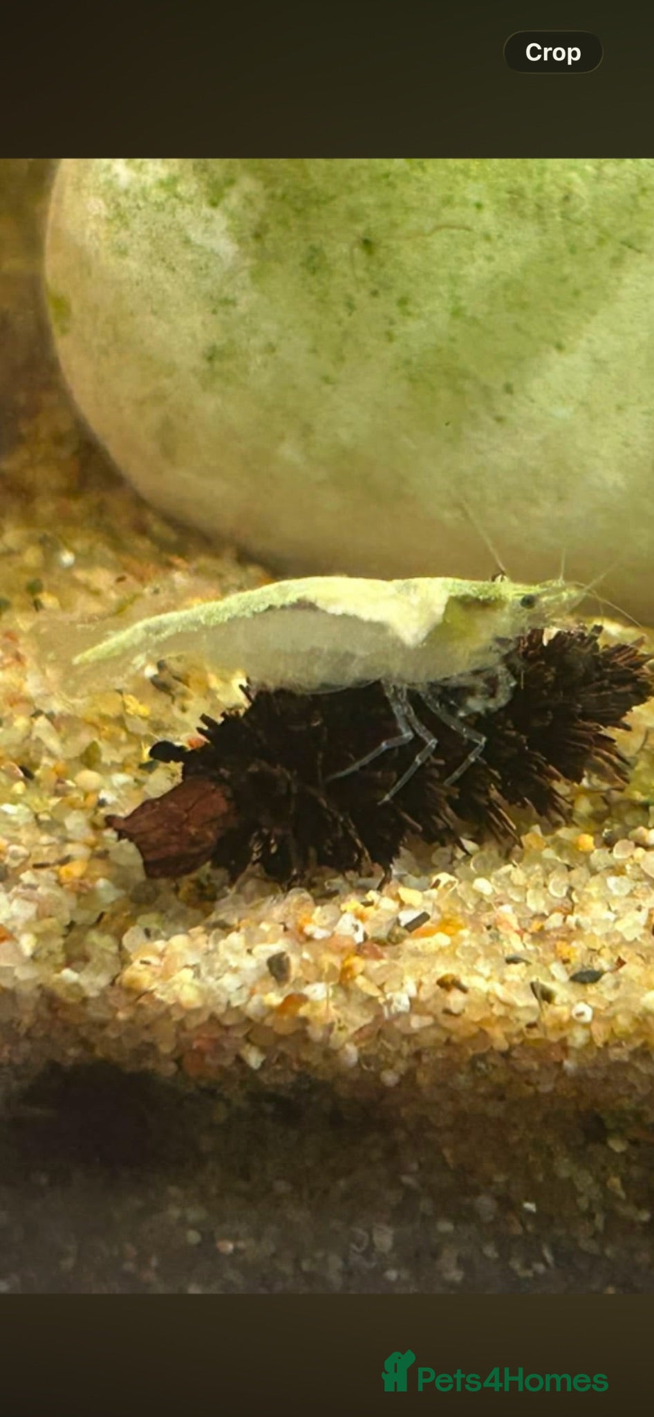 Shrimps fish Snowball/ white pearl shrimp  - Advert 9