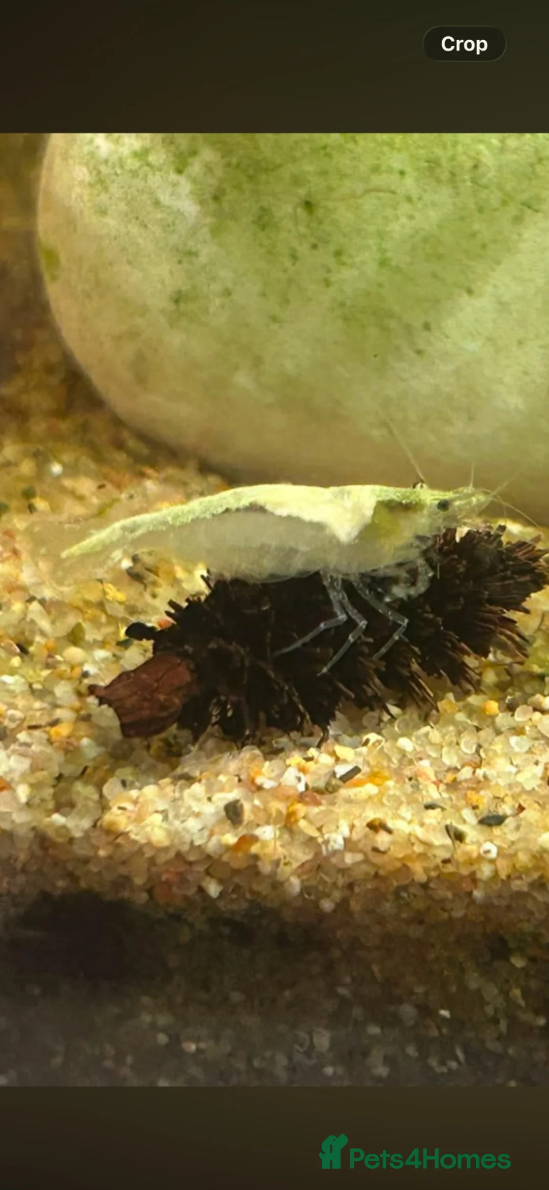 Shrimps fish for sale: Snowball/ white pearl shrimp  - Advert 1