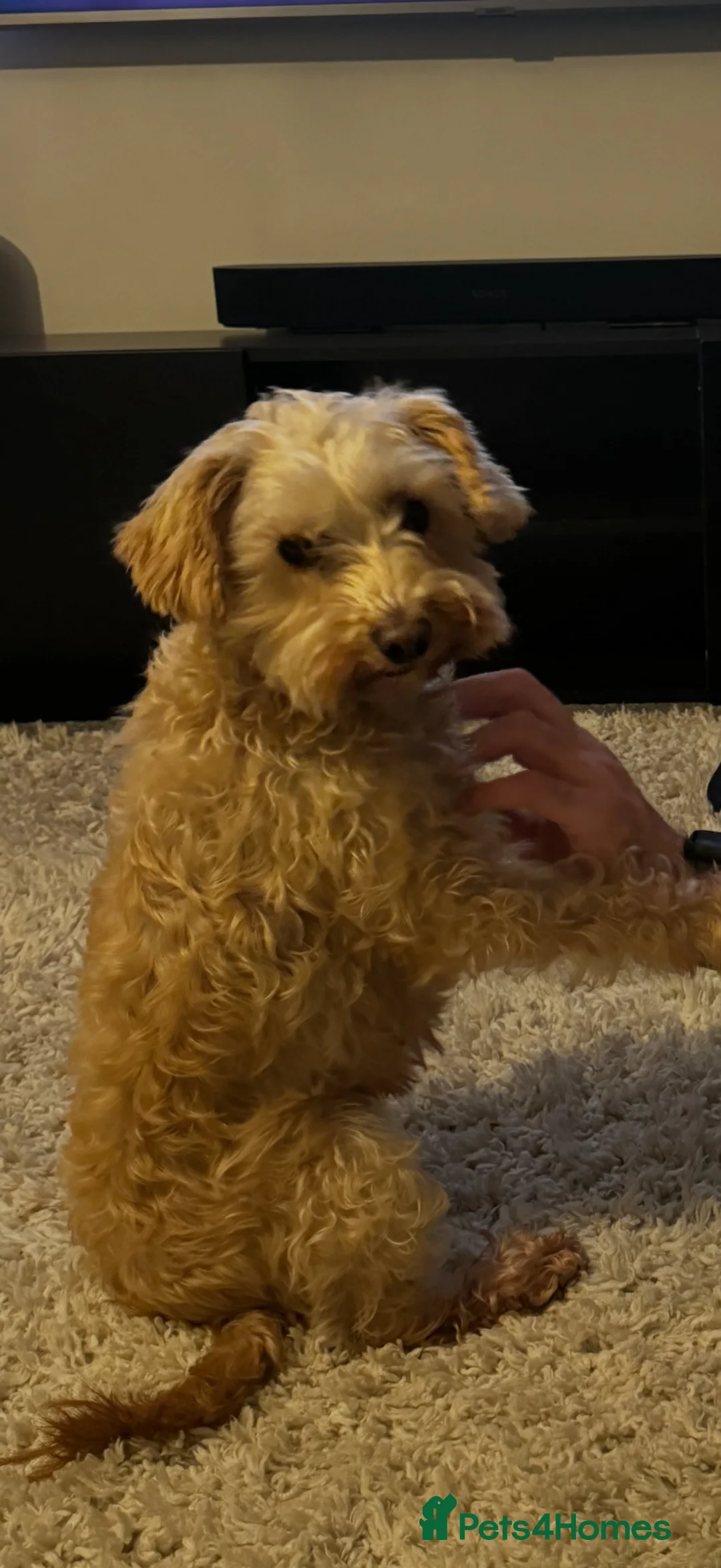 Schnoodle dogs for sale: Schnoodle for rehome 🤍 - Advert 2