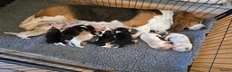 Basset Hound dogs for stud: Basset Hound Proven Stud - Advert 7
