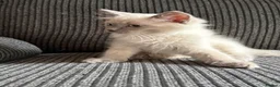 Ragdoll cats for sale: Loving playful ragdolls - Advert 6