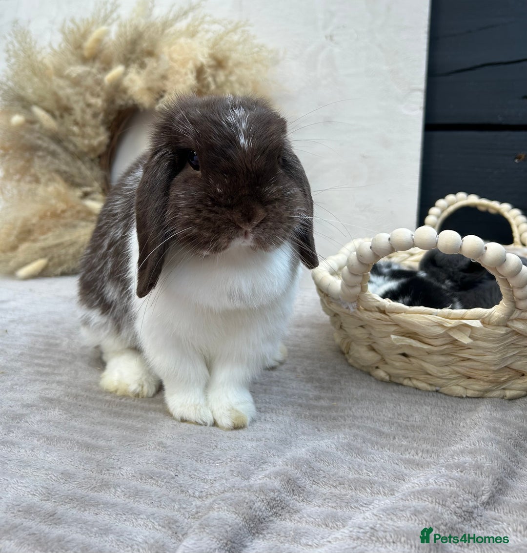 Mini Lop rabbits for sale: LAST 2 BUCKS AVAILABLE in Bury Saint Edmunds - Image 8