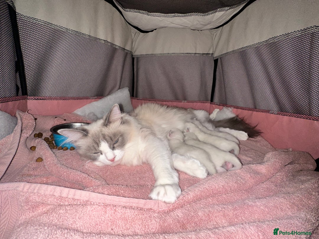 Ragdoll cats for sale: 🐾 Ragdoll Kittens for sale 🐾 - Image 3