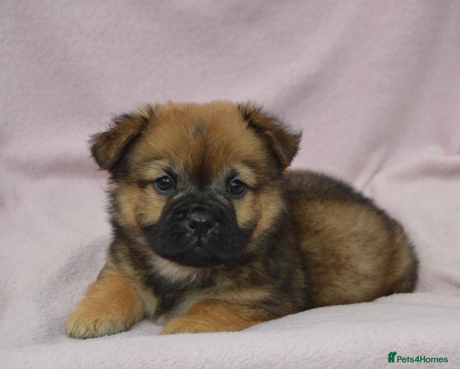 Mixed Breed dogs the cutest shih zhu mix babies  - Advert 2