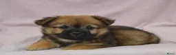 Mixed Breed dogs for sale: the cutest shih zhu mix babies  in Spalding - Advert 2
