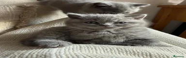 British Shorthair Kitten 4