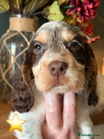 Cocker Spaniel dogs READY NOW Stunning cocker spaniels KC reg 5⭐️ - Advert 5