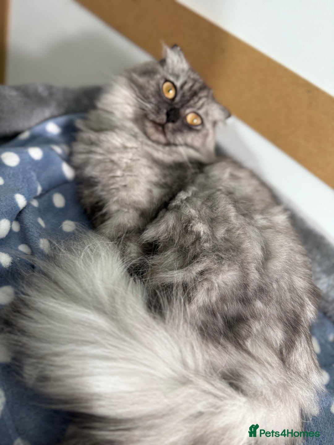 British Shorthair cats for sale: Beautiful boy and girl ready to leave now - Image 15