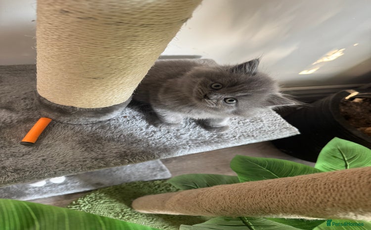 British Longhair cats - Advert 15