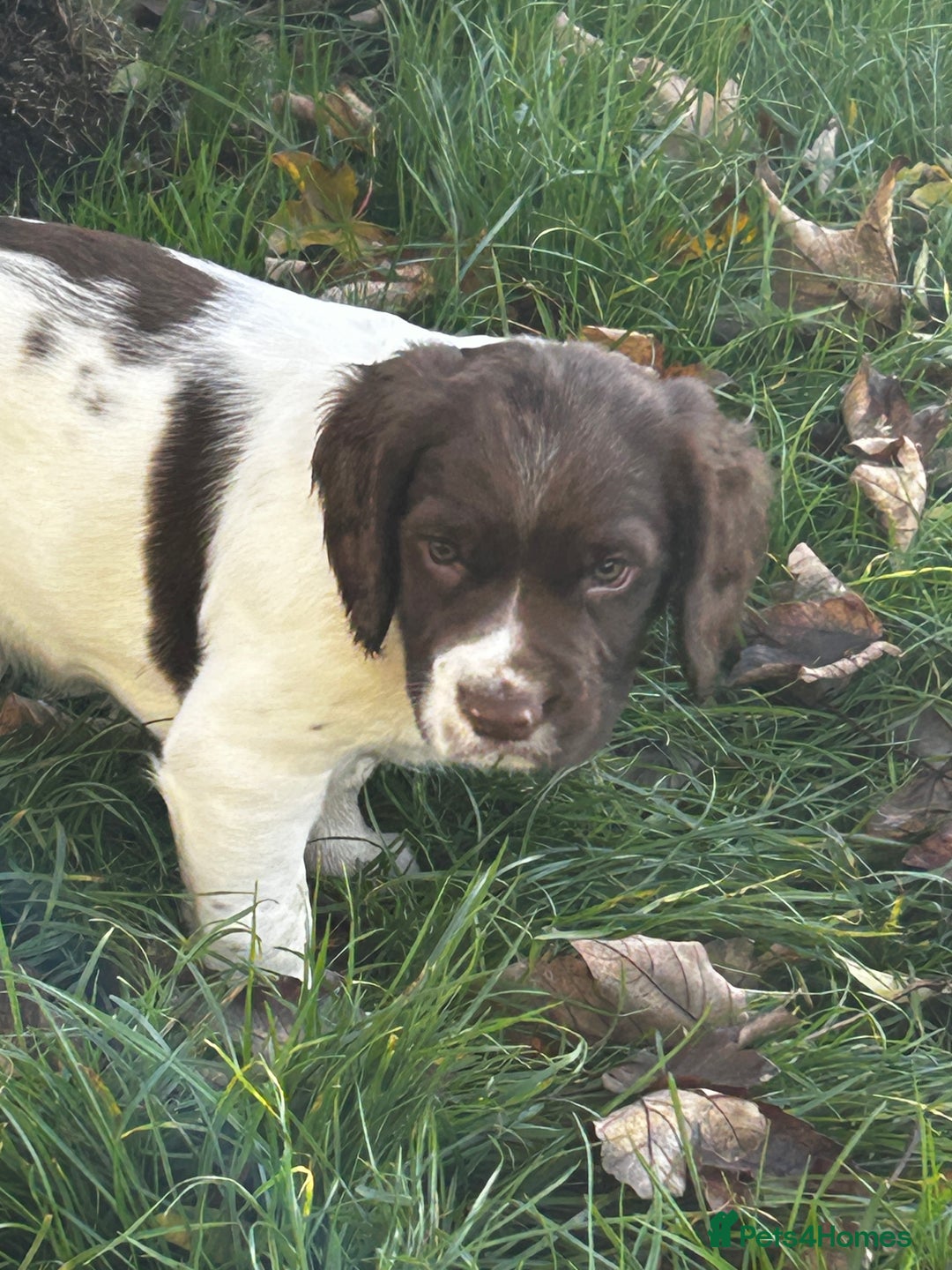 English Springer Spaniel dogs for sale: Working English springer spaniel puppies  - Image 9