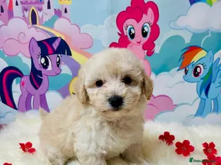 Maltipoo dogs Adorable Toy F1 DNA Tested Parents - Advert 18