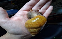 Snails invertebrates for sale: Giant African land snails (fulica) - Image 2