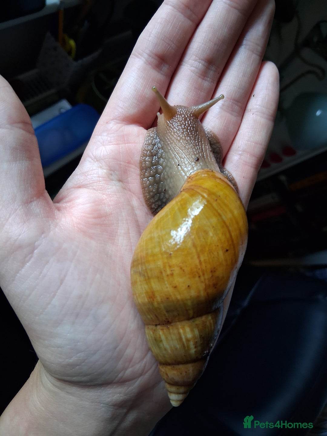 Snails invertebrates for sale: Giant African land snails (fulica) - Image 2
