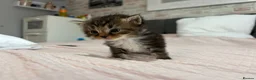 Mixed Breed cats for sale: Gorgeous Mainecoon x Bengal - Advert 9