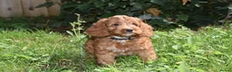 Cockapoo dogs for sale: Fully Injected Ready Now F1 Toy Cockapoo - Advert 1
