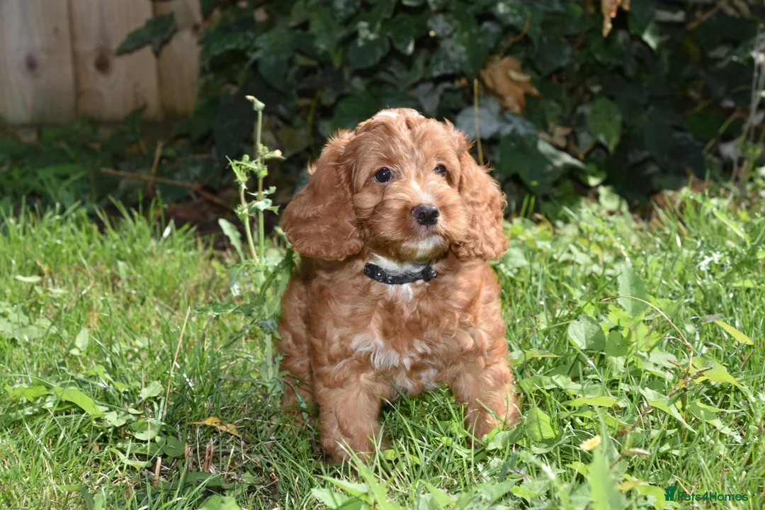 Cockapoo dogs for sale: Fully Injected Ready Now F1 Toy Cockapoo - Advert 1