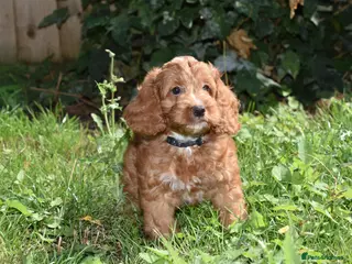 Cockapoo dogs Ready Now F1 Toy Cockapoo Puppies Health Tested - Advert 5