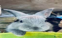 Mixed Breed rabbits for sale: Baby rabbits - Image 3