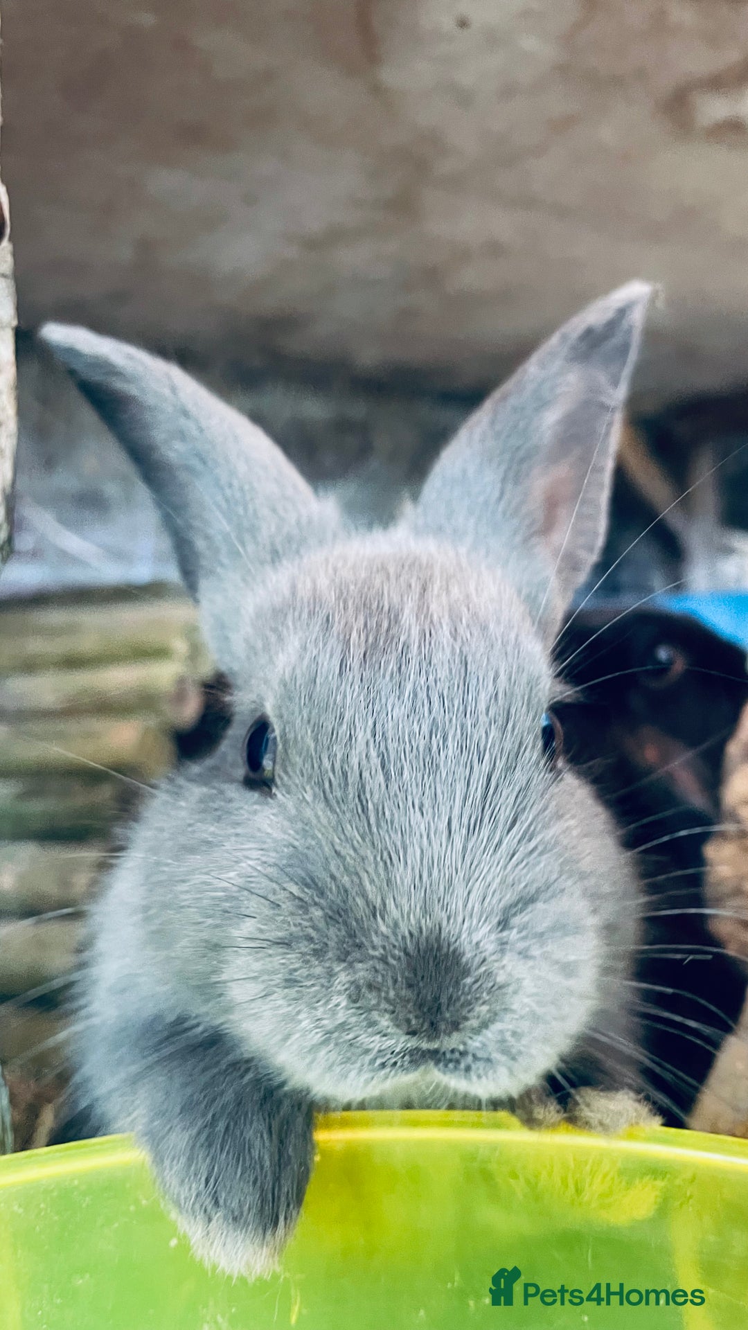 Mixed Breed rabbits for sale: Baby rabbits - Image 3