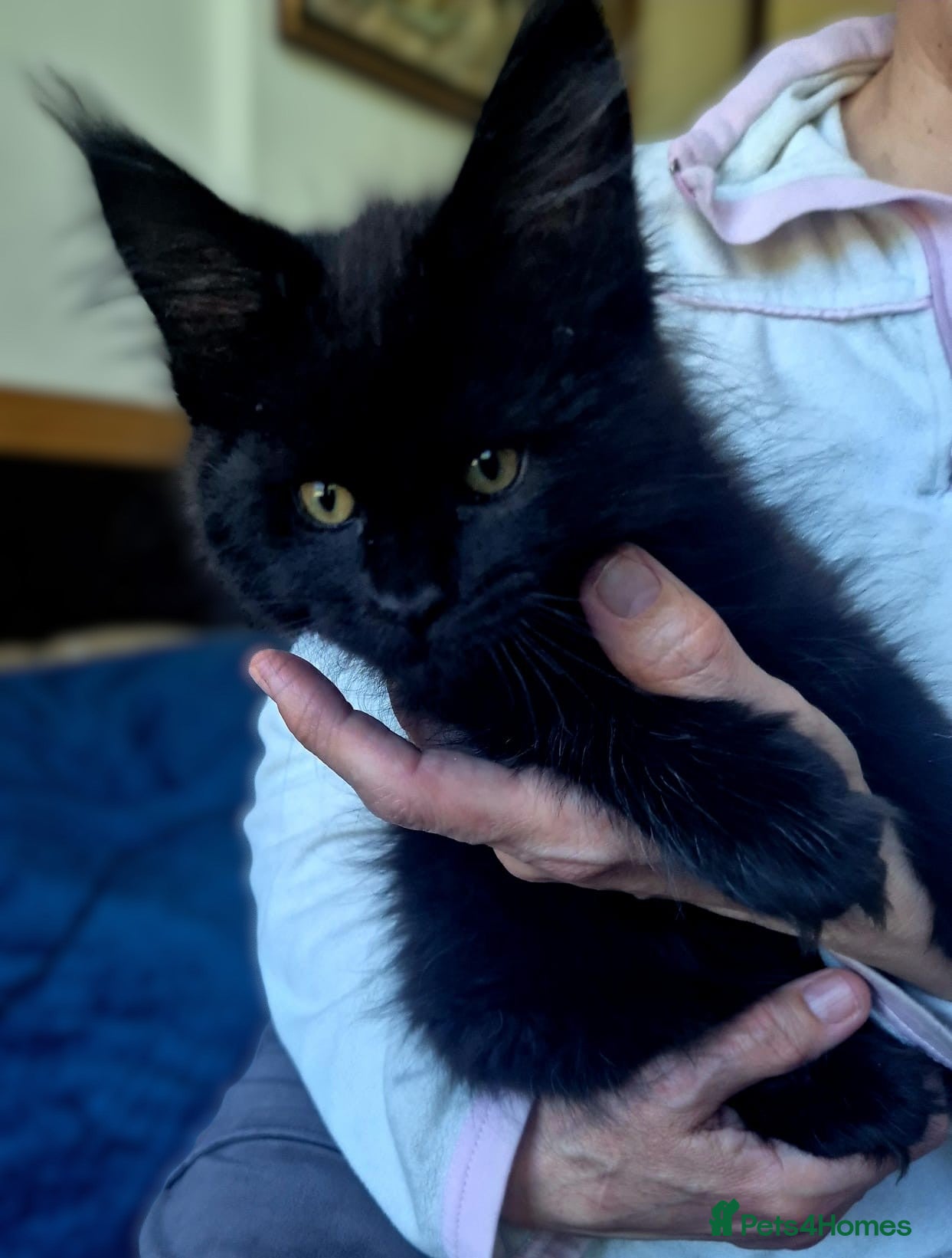 Maine Coon cats Lovely Maine Coon–Final kitten available – Ashley - Advert 17