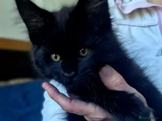 Maine Coon cats Lovely Maine Coon–Final kitten available – Ashley - Advert 17