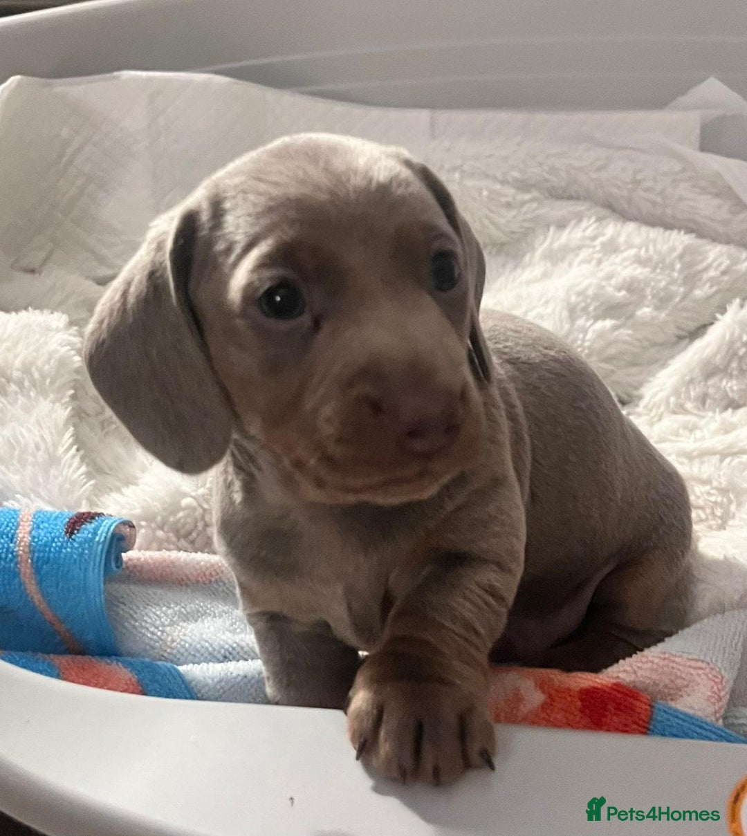 Miniature Dachshund dogs for sale: Miniature Dashshund Puppy - Advert 9