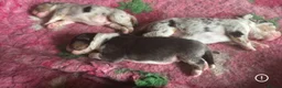 Australian Shepherd dogs for sale: Fully health tested KC registered showline Aussies - Advert 4