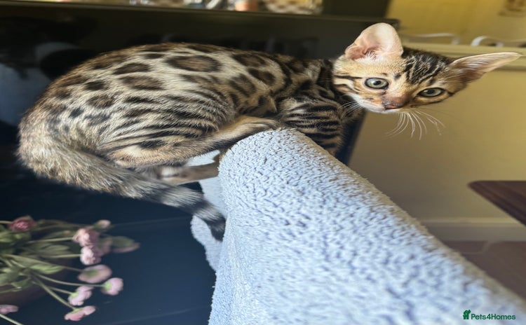 Bengal cats - Advert 2