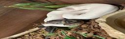 Mixed Breed reptiles for sale: 2 geckos 3 snakes  - Advert 8