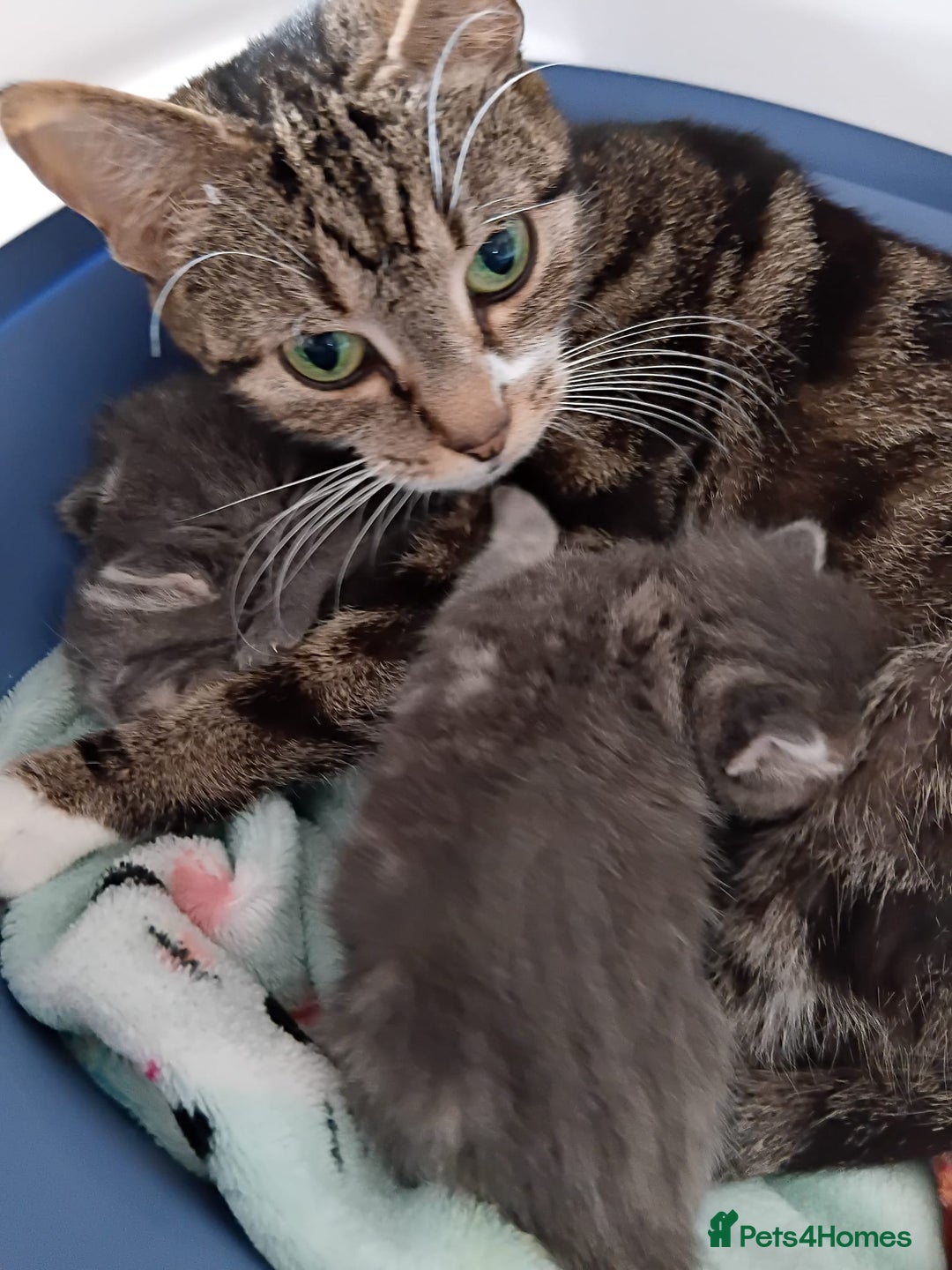 Mixed Breed cats for sale: 3 Blue British shorthair and Mancoon mixed kittens - Advert 3