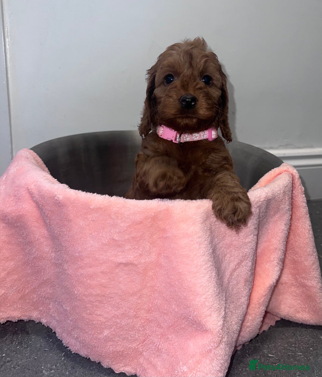 Cockapoo dogs for sale: FOX RED COCKAPOOS ⭐️⭐️ - Advert 5