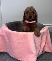 Cockapoo dogs FOX RED COCKAPOOS ⭐️⭐️ - Advert 4