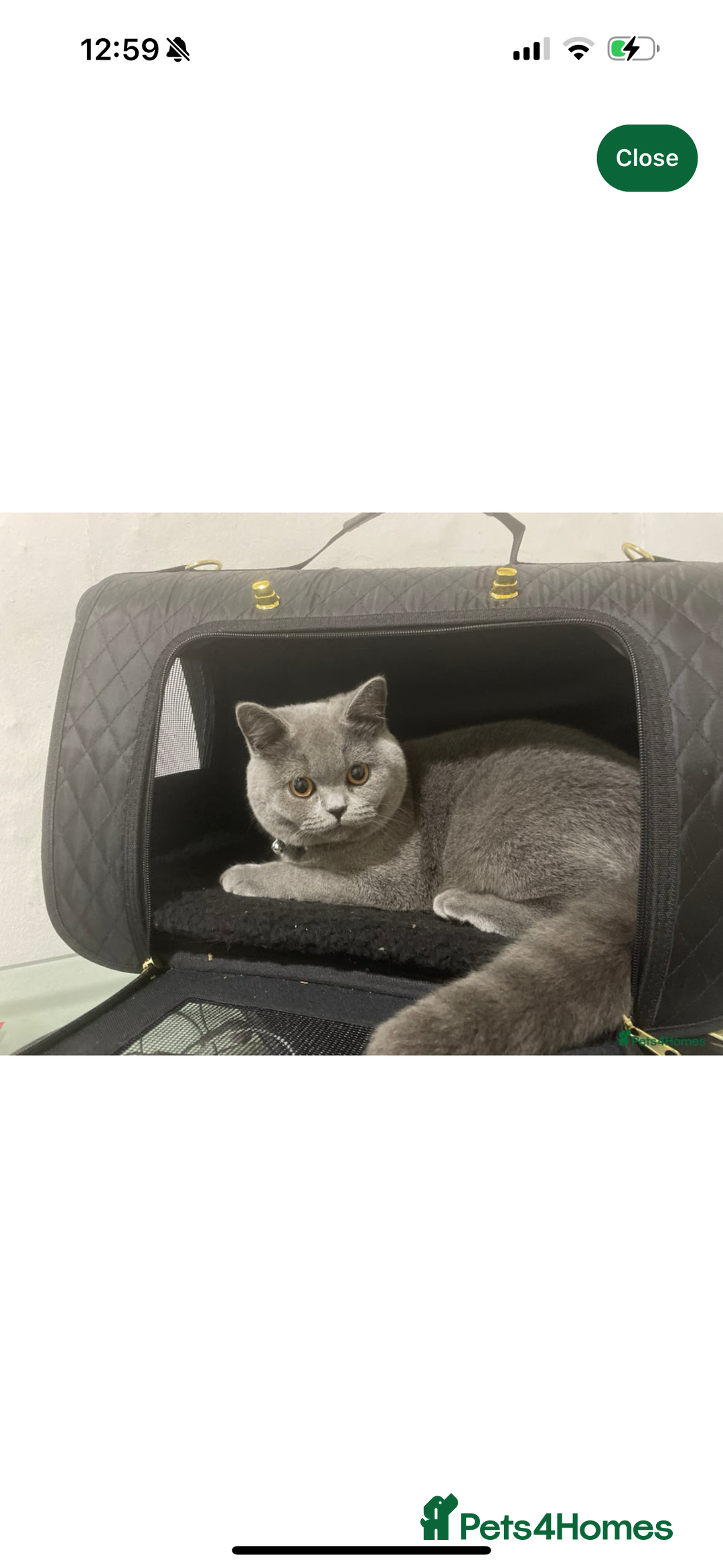 British Shorthair cats for sale: She is Bella  - Image 3