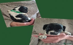 English Springer Spaniel dogs for sale: English Springer Spaniel Pups - Image 8