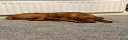 Mixed Breed dogs for sale: VIZLADOR - Advert 2