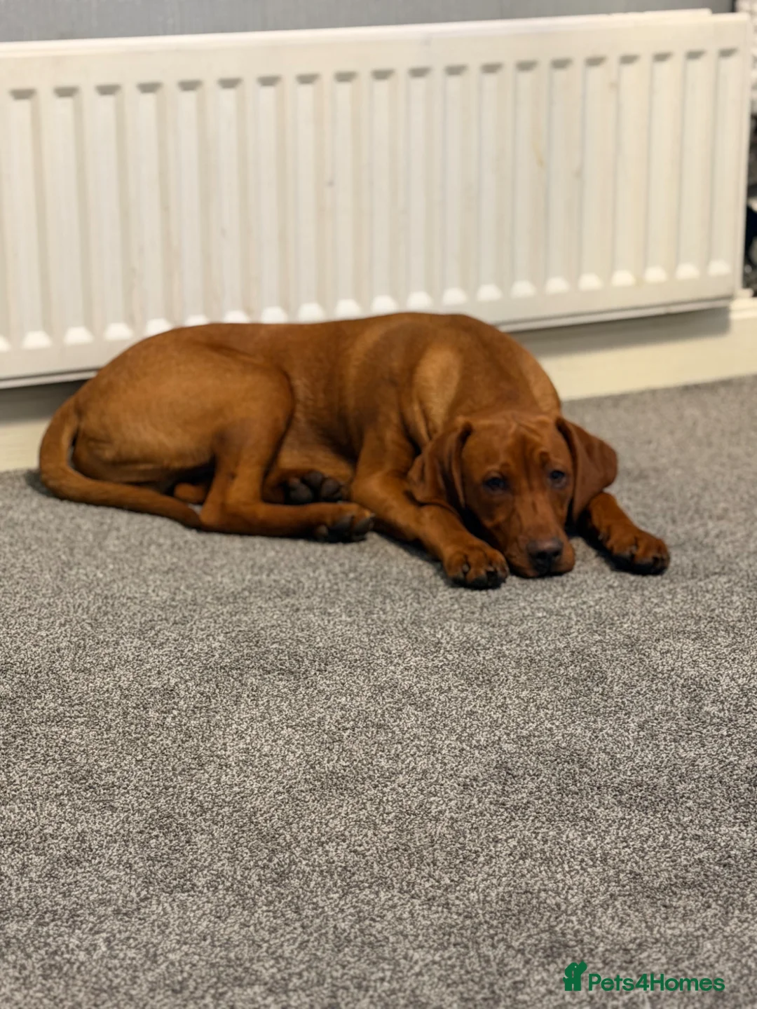 Mixed Breed dogs for sale: VIZLADOR - Advert 2