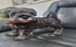 Miniature Schnauzer dogs for sale: Miniature Schnauzer Puppies KC Registered. 5M 2Fm - Image 9