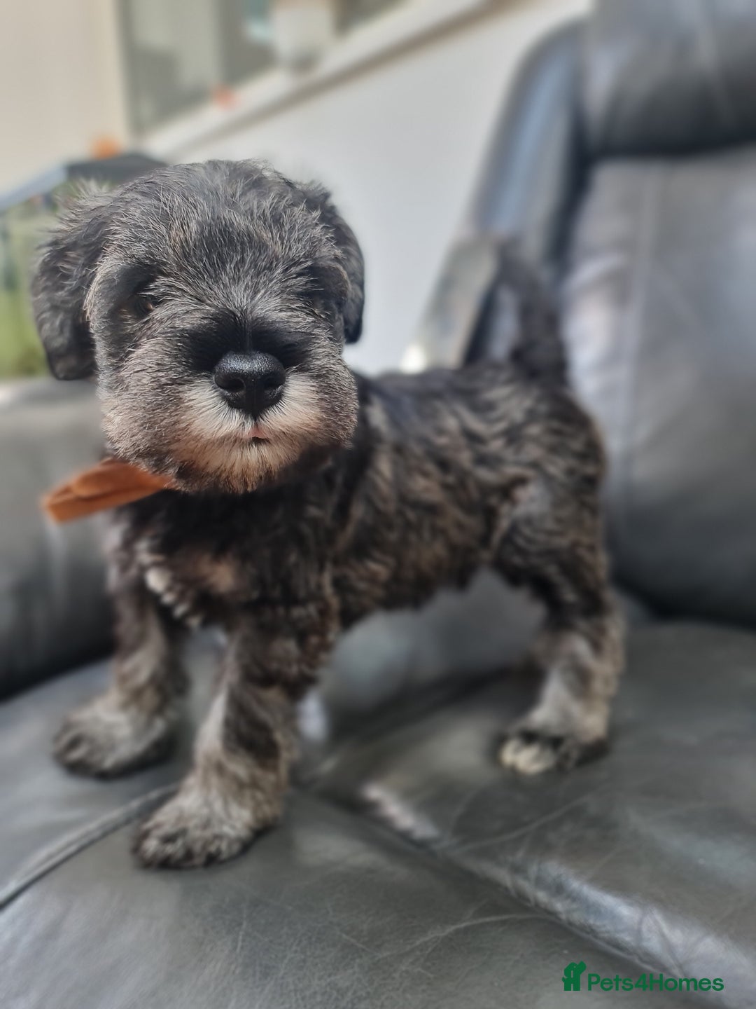 Miniature Schnauzer dogs for sale: Miniature Schnauzer Puppies KC Registered. 5M 2Fm - Image 9