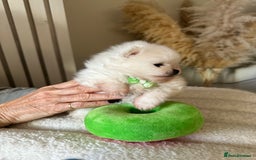 Pomeranian dogs for sale: Outstanding champion bloodline KC reg puppies  - Advert 14