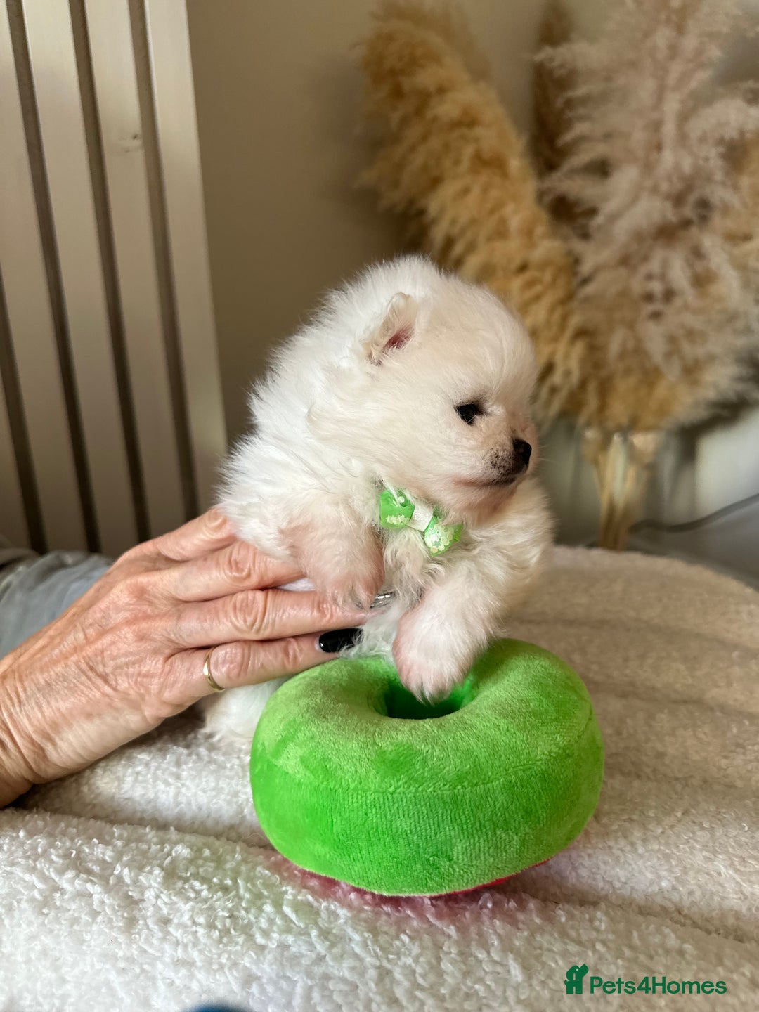 Pomeranian dogs for sale: Outstanding champion bloodline KC reg puppies  - Advert 14