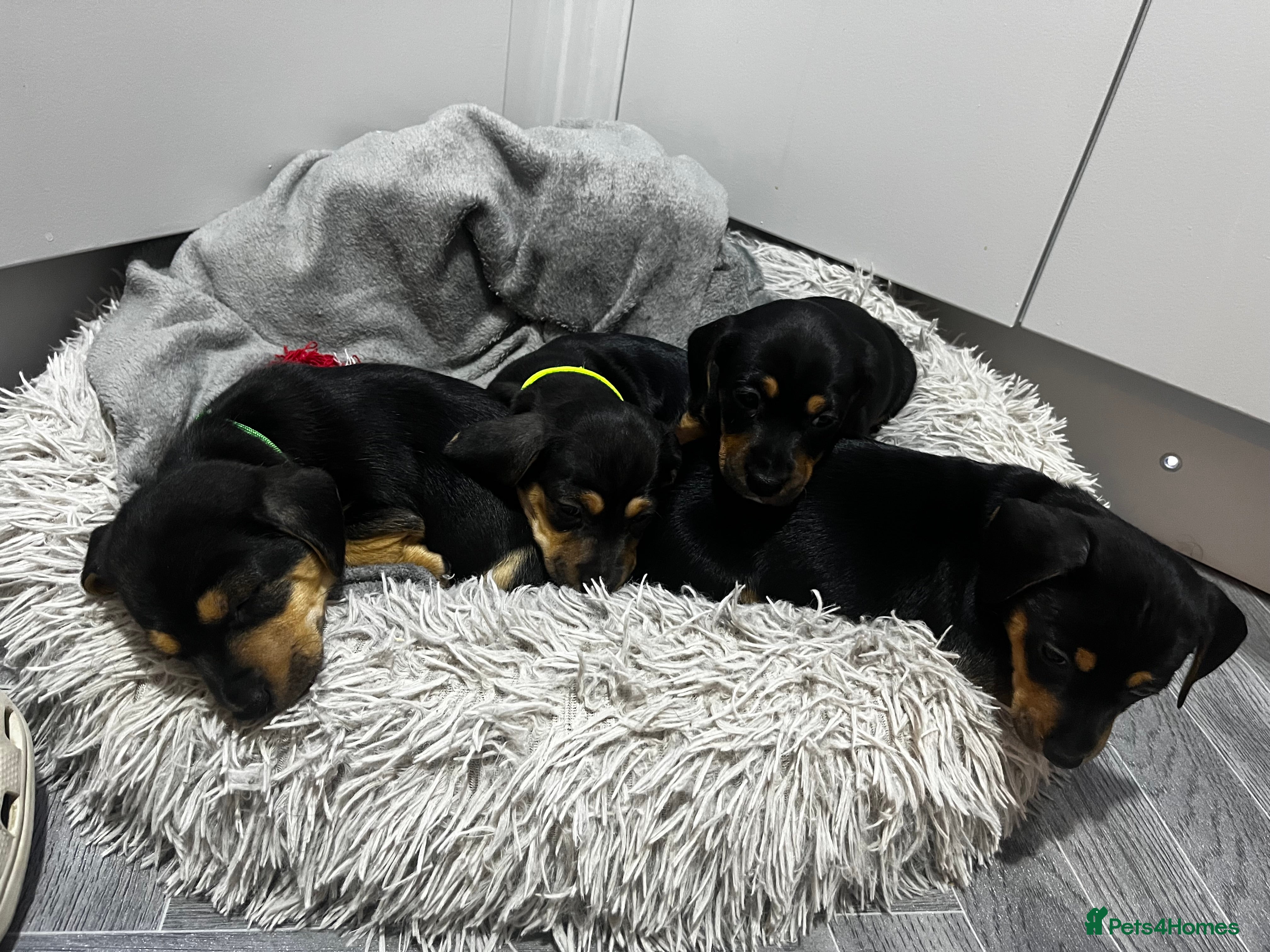 Jackshund dogs Jack Russell x miniature dashound  - Advert 2