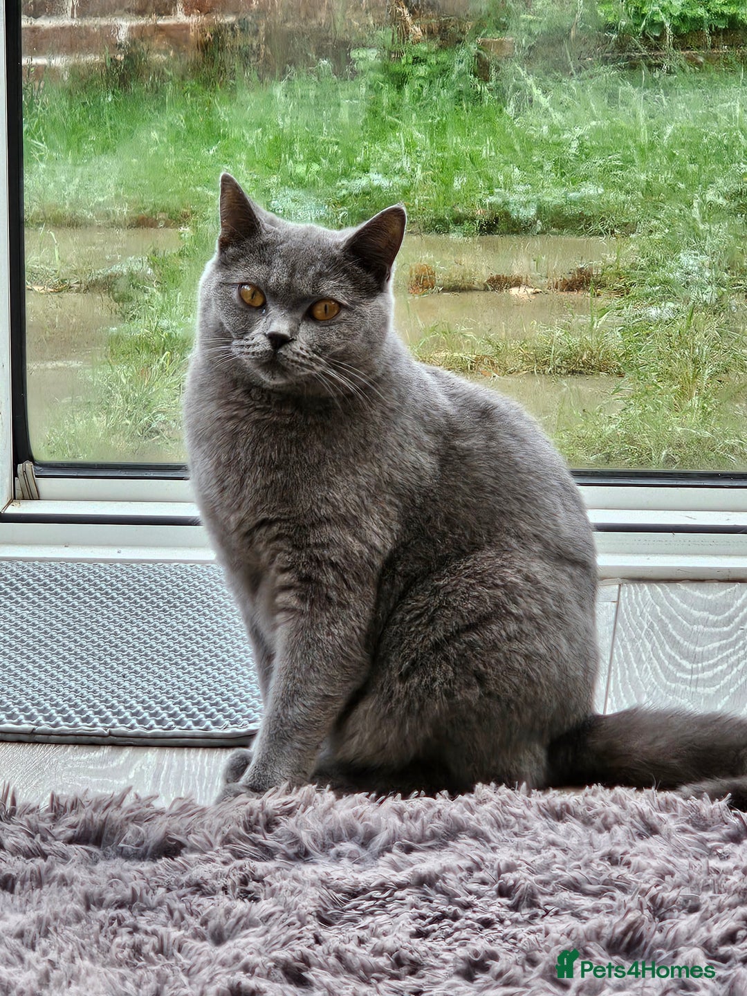 British Shorthair cats for sale: BRITISH SHORTHAIR KITTEN MALE AND FEMALE - Advert 3