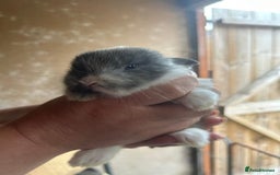 Mini Lop rabbits for sale: Baby bunnies - Image 4