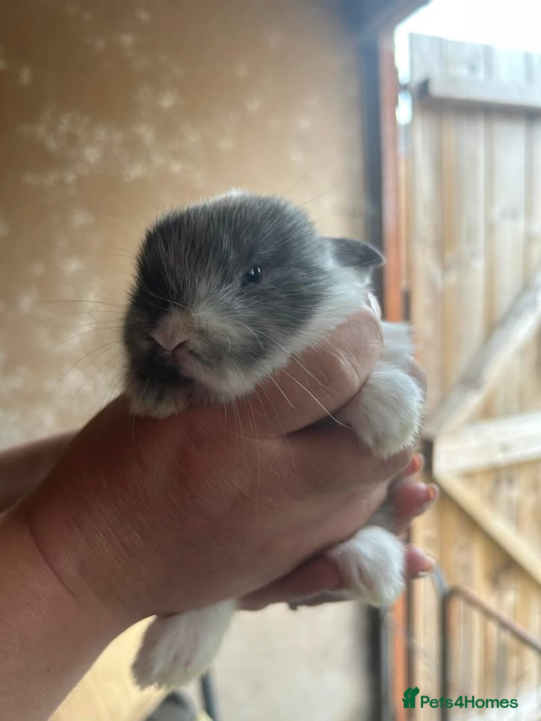 Mini Lop rabbits for sale: Baby bunnies - Image 4