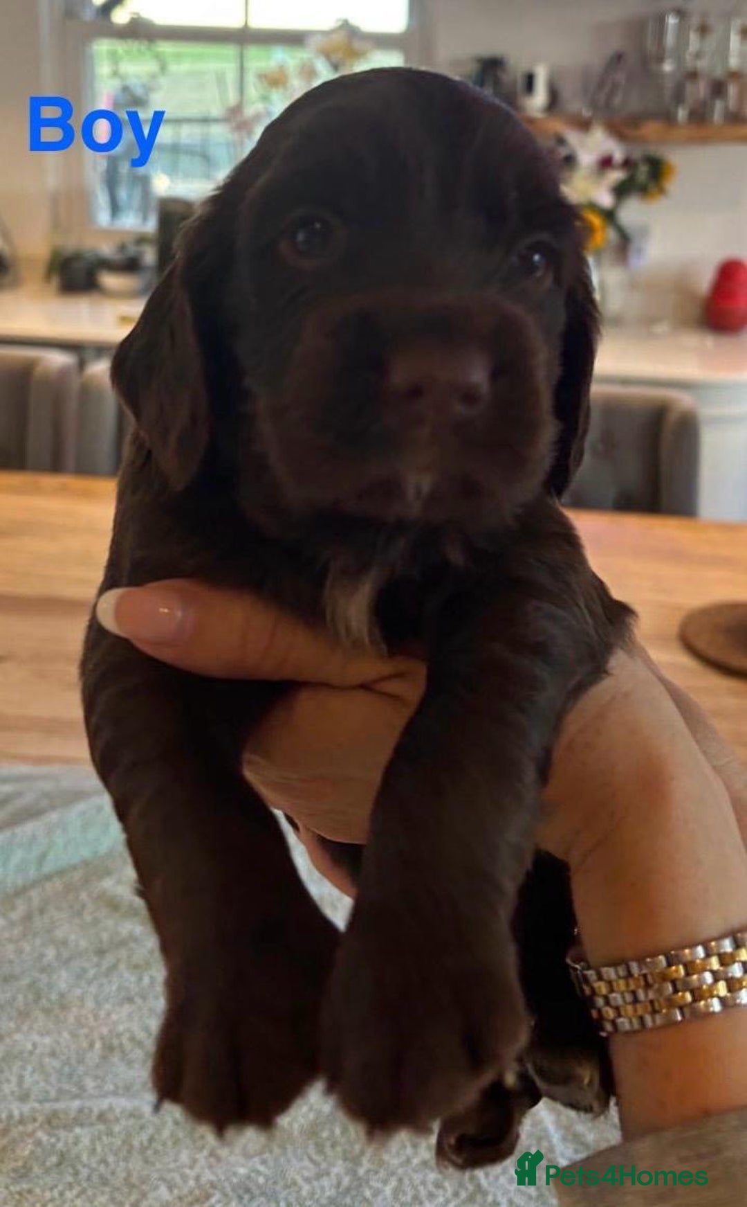 Sprocker dogs for sale: Beautiful, Loveable Spaniels For Sale - Image 4